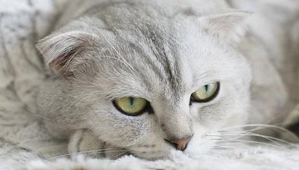 爱游戏品牌互动-法国公开赛落幕，冠军选手表现惊艳，法国公开赛落幕,冠军选手表现惊艳吗